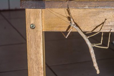 雌虫粘在木凳上，Phasmatidae
