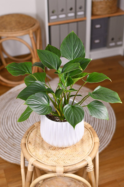 热带“冬凌草翡翠宝石”室内植物