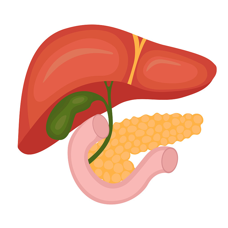 肝脏和胰腺。矢量插图卡通风格。