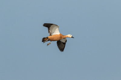 该死的Shelduck逃跑了