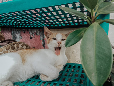 猫打呵欠