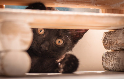 小猫