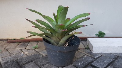 白色墙壁上的一株Aechmea fasciata植物