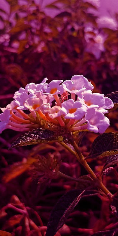 红色的花