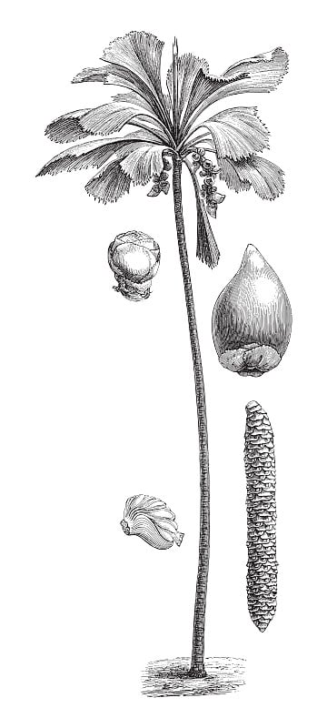 棕榈-可可de Mer (Lodoicea Sechellarum) -复古雕刻插图