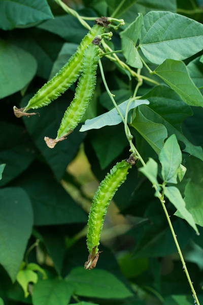 翅豆(公主豆或芦笋豆)树上，Psophocarpu