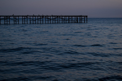 瓦尔纳海岸的海鸥和鲱鱼海鸥