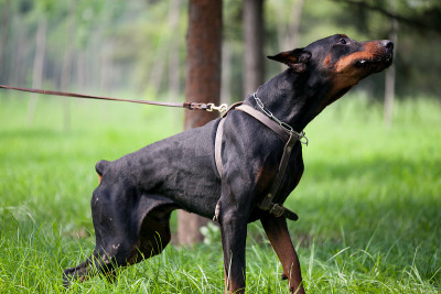杜宾犬