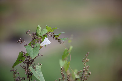 植物以vjun rasfokusirovannom绿色为背景