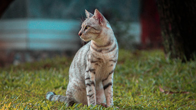 猫