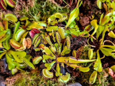 详细介绍捕蝇草(Dionaea muscipula)食肉植物。