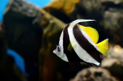 彭南特的coralfish