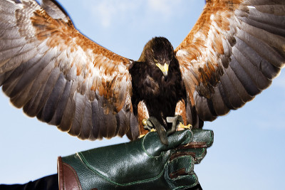 德国，Hellenthal, Harris Hawk