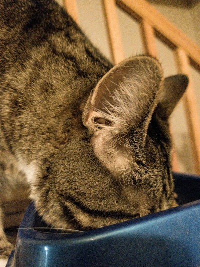 小猫的晚餐时间