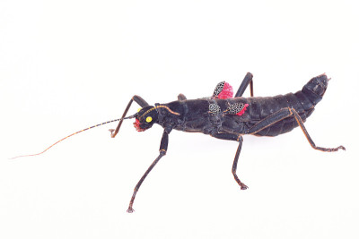 Phasmatodea