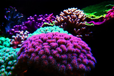 珊瑚虫(珊瑚虫科)短珊瑚虫石珊瑚