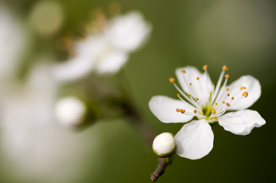 青梅花，梅花