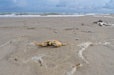 北海海滩上的滨蟹