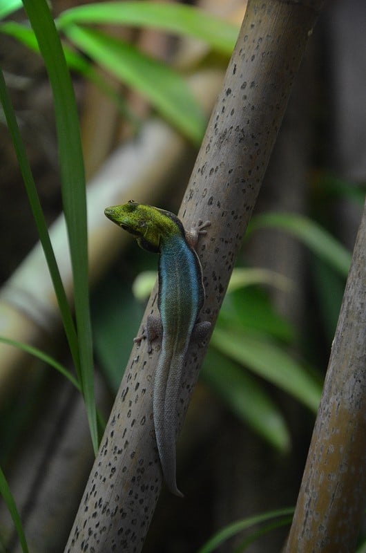 黄头日壁虎(Phelsuma klemmeri)