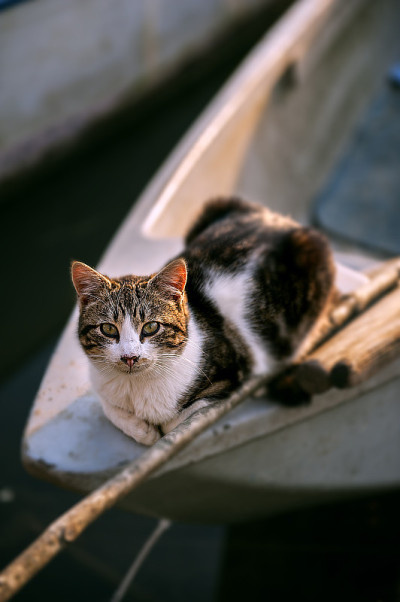 猫