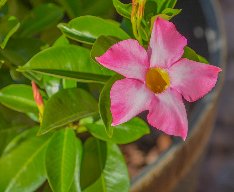 Mandevilla Sanderi是一种一年生灌木。在美国亚利桑那州马里科帕县格兰岱尔，艳丽的粉红