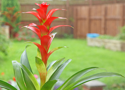 Guzmania“大奖赛”室内植物