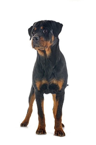 罗特韦尔犬在工作室