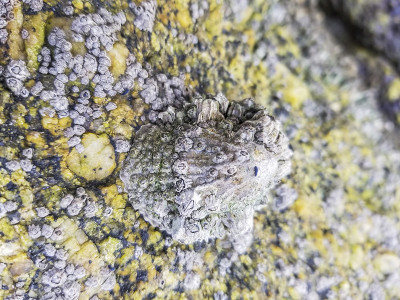 藤壶和孤独的海滨跳尾虫越过帽贝