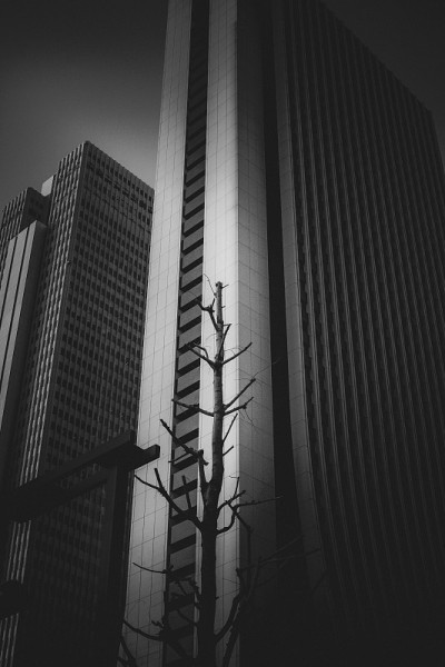 东京新宿的摩天大楼(单色)