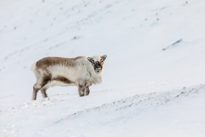 野生斯瓦尔巴特群岛驯鹿，狼獾Rangifer tarandus platyrhynchus，站在雪地