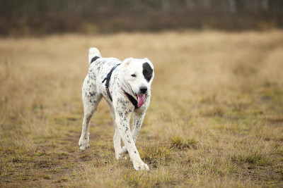 户外中亚牧羊犬肖像