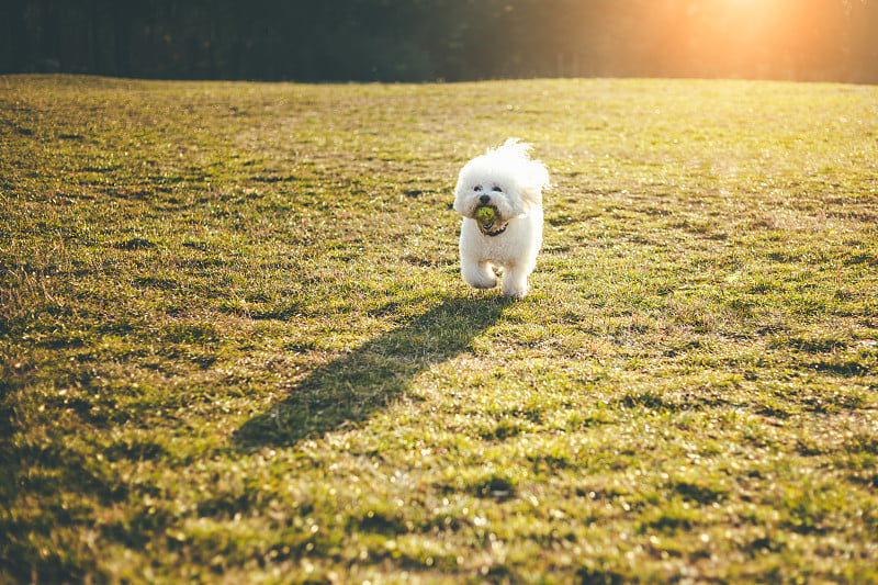 顽皮的比熊犬