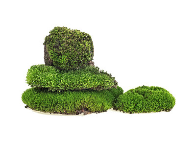 苔藓孤立在白色背景上