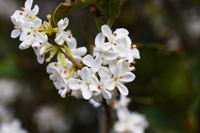 银色的桂花。
