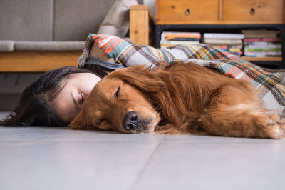 抱着金毛猎犬的女孩睡着了
