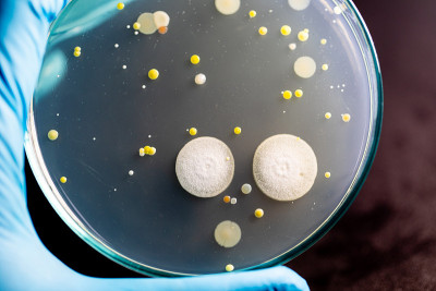 微生物实验室教育用土壤样品中细菌和霉菌在琼脂平板上生长的特点和不同形状菌落的背景。