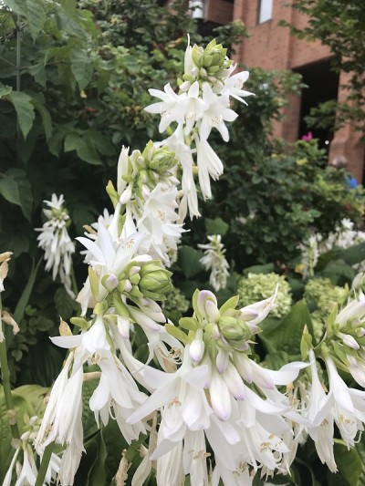 下垂的花朵