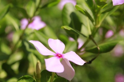 马达加斯加玫瑰色长春花(长春花)花园里的花。其他的名字有长春花，老处女，玫瑰文昌花，奇斯西里卡