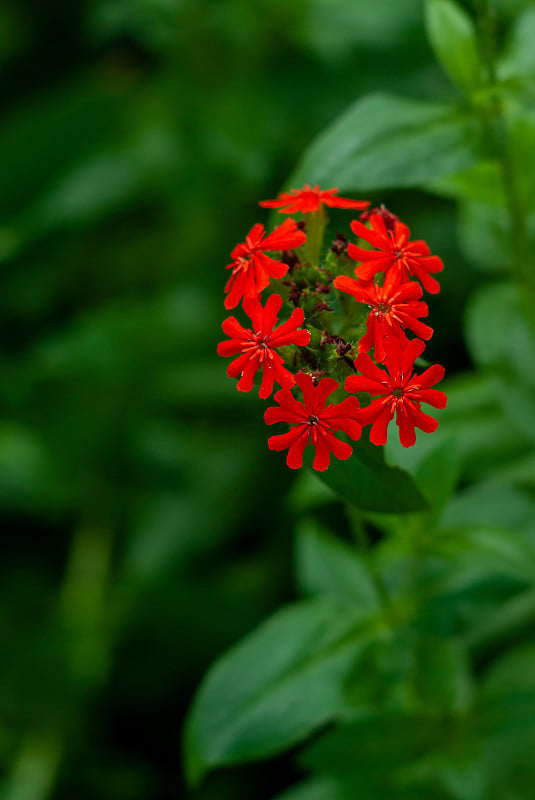 红色的樱花