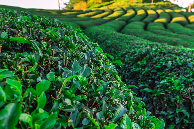 土耳其Rize附近的茶园