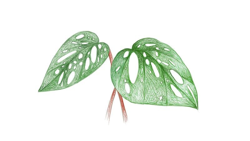 Illustration of Window Leaf or Monstera Obliqua Pl