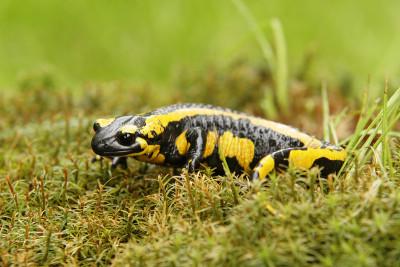 Feuersalamander