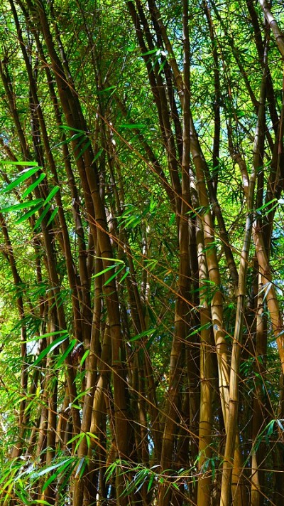 各种热带植物，瓦胡岛，夏威夷