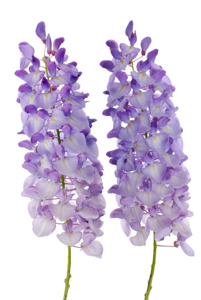紫藤花