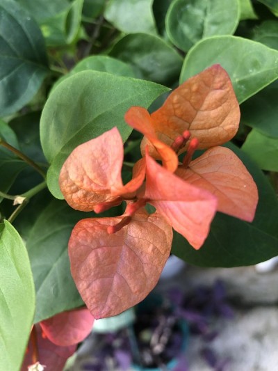 橘色花