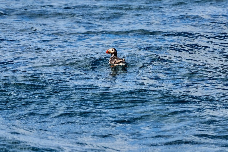 小海雀漂浮在蓝色的海洋上