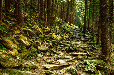 North scandinavian forest