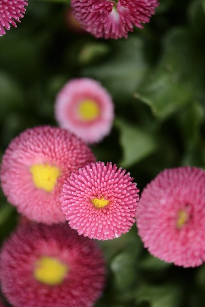 花,玛格丽特,黛西