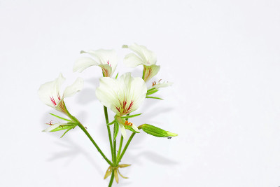天竺葵属植物野生花卉