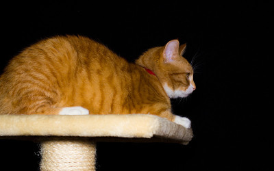 家里的红猫在黑色的背景